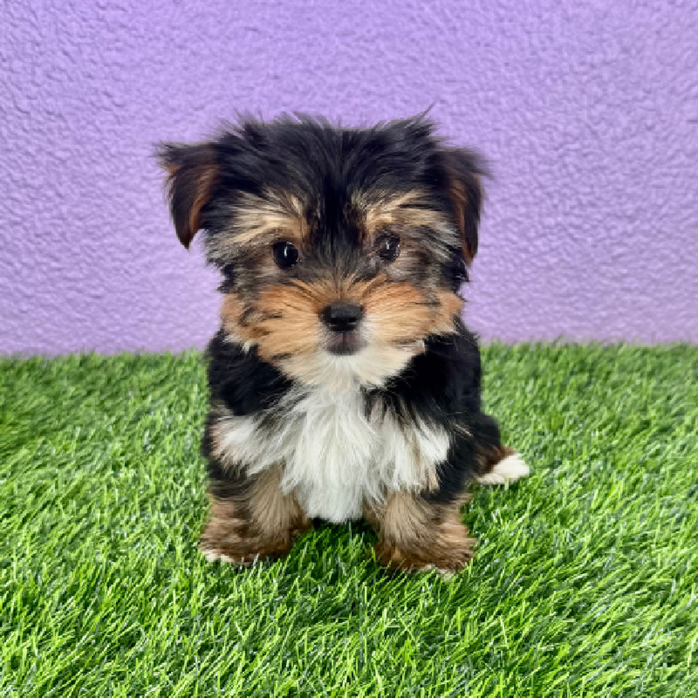Image of a pet breed in the gallery