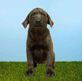 Labrador Retriever