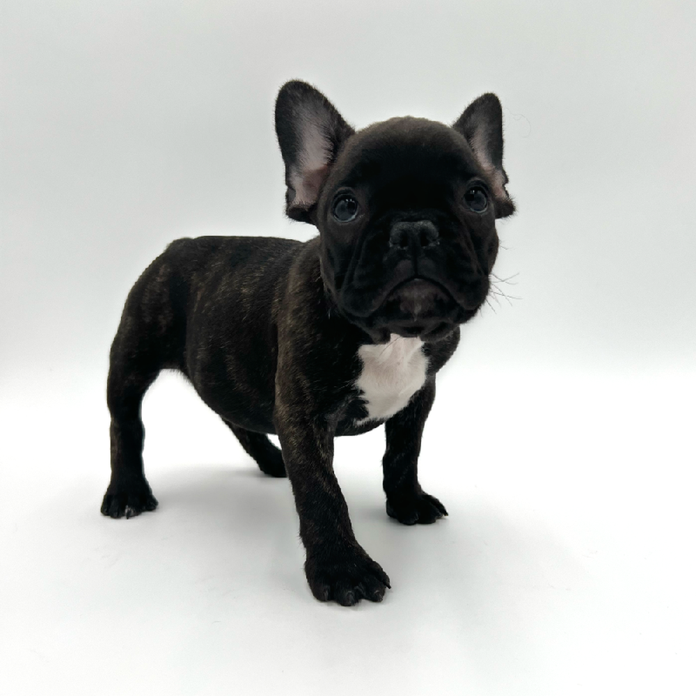 Male French Bulldog Puppy for Sale in San Antonio, TX