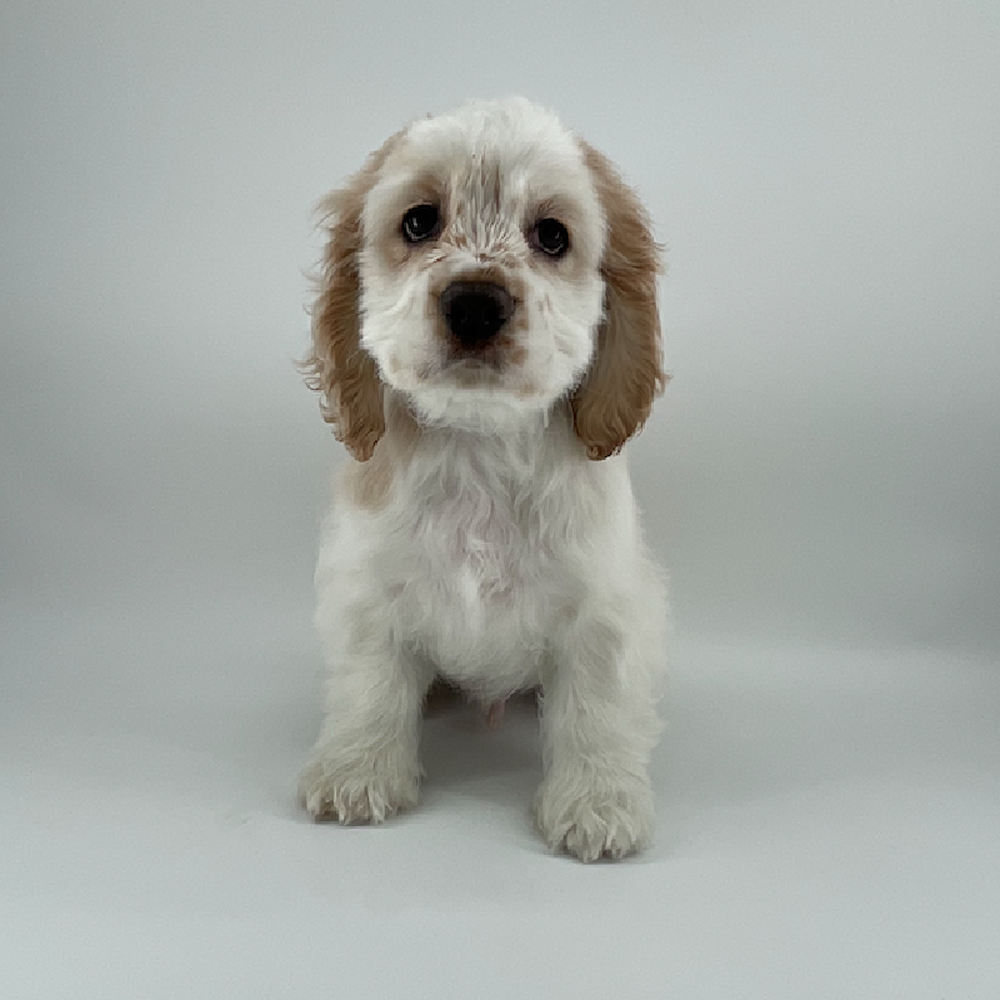 Image of a pet breed in the gallery