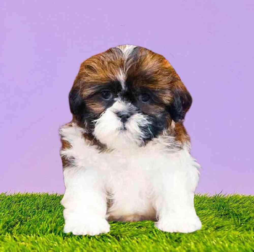 carousel pet images