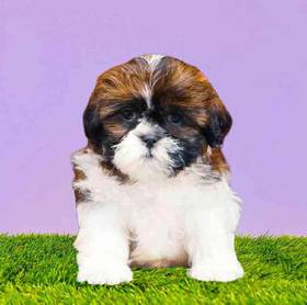 Shih Tzu