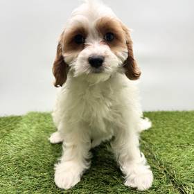 Cavapoo