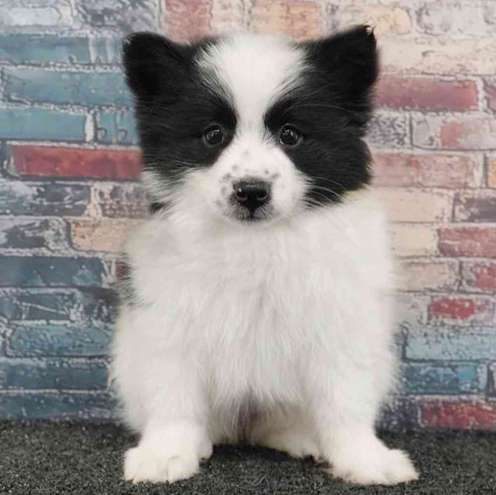 Image of a pet breed in the gallery