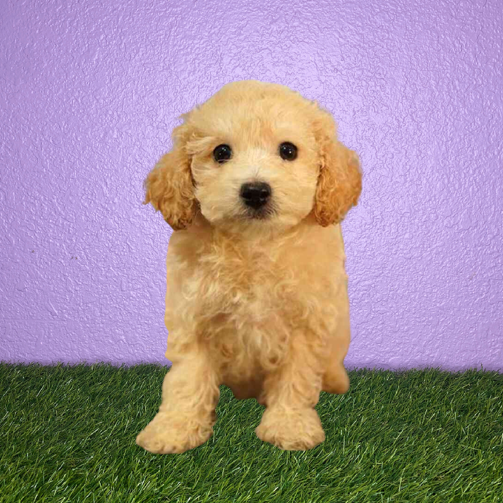 Female Bichapoo Puppy for Sale in New Braunfels, TX