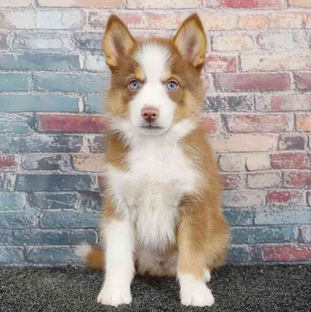 pet breed image