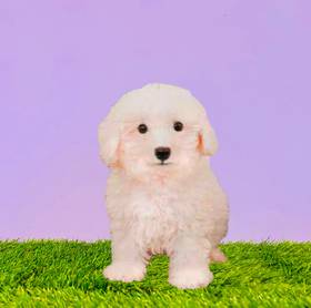 Bichon
