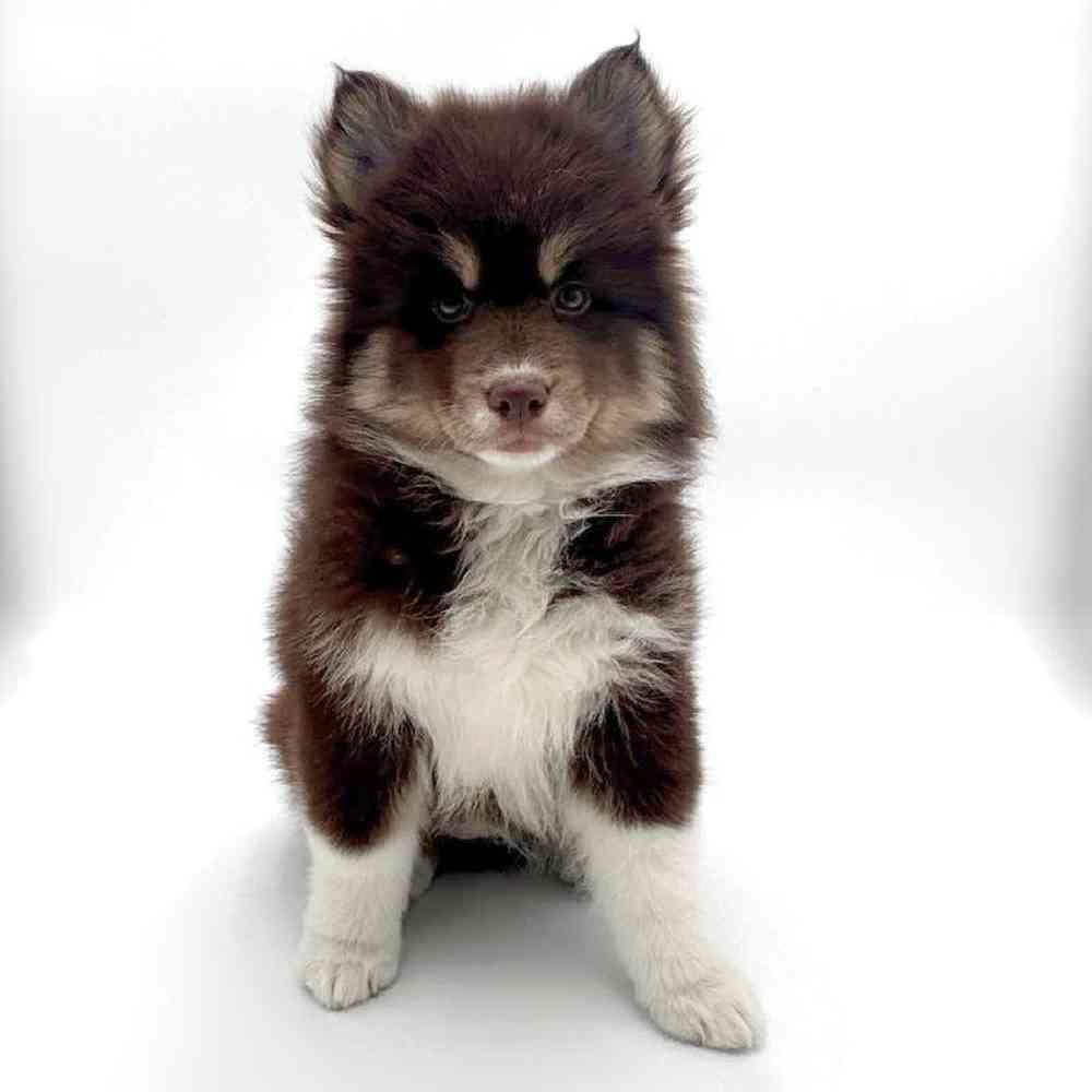 Image of a pet breed in the gallery