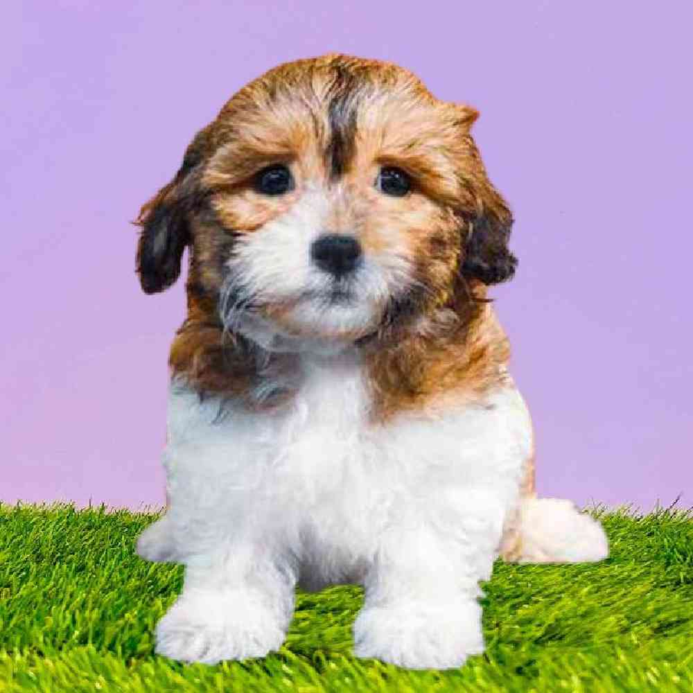 Female Teddy Bear Puppy for Sale in Puyallup, WA