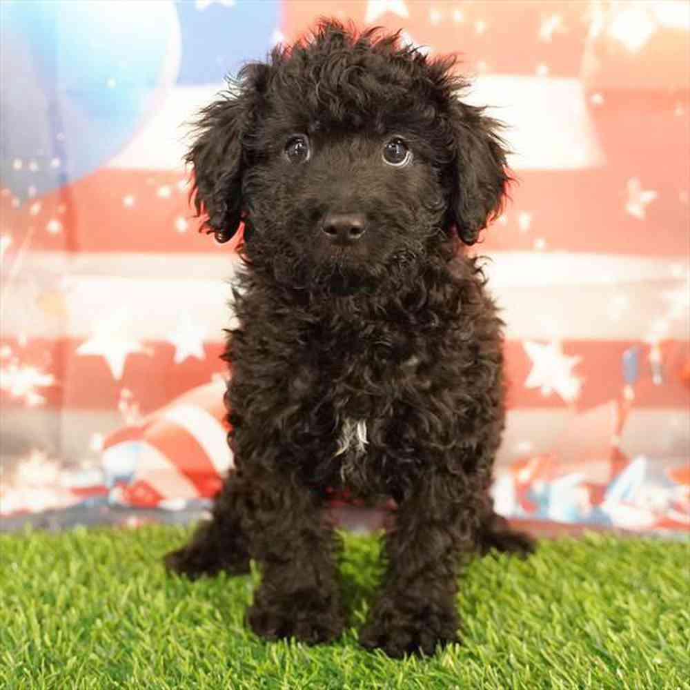 Image of a pet breed in the gallery