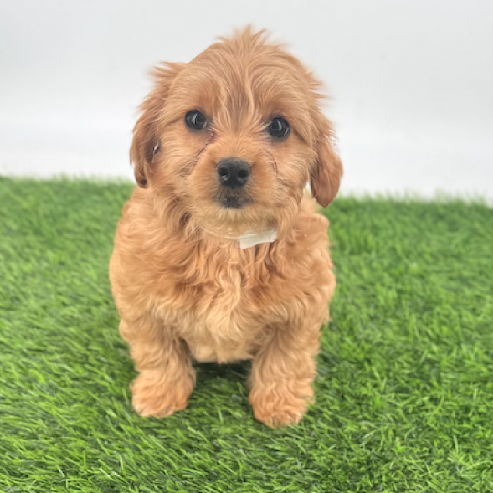 Image of a pet breed in the gallery