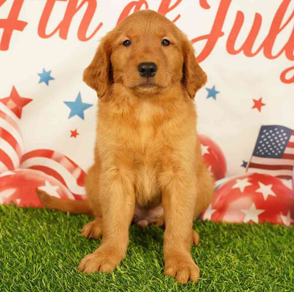 Image of a pet breed in the gallery