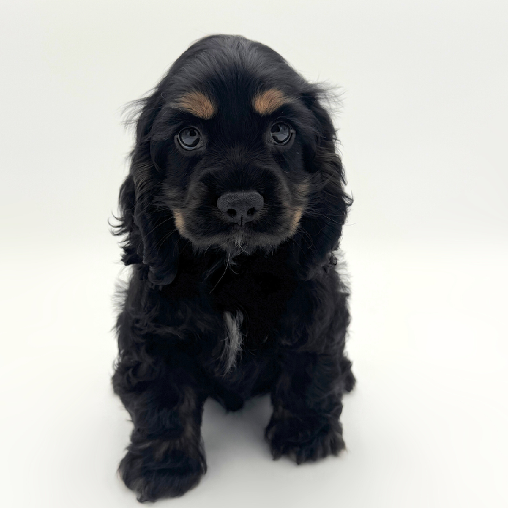 pet breed image