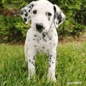 Dalmatian