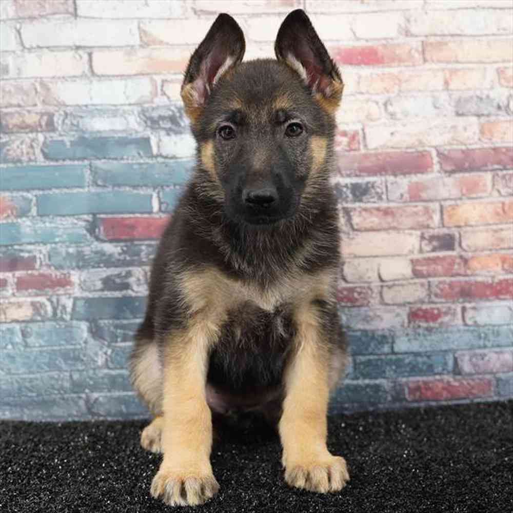 Image of a pet breed in the gallery