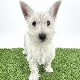 West Highland White Terrier