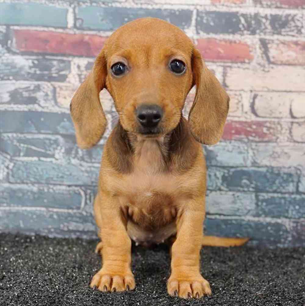 Image of a pet breed in the gallery