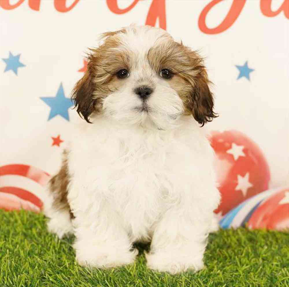 Image of a pet breed in the gallery