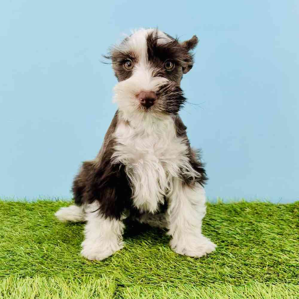 Image of a pet breed in the gallery