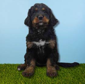 Bernedoodle