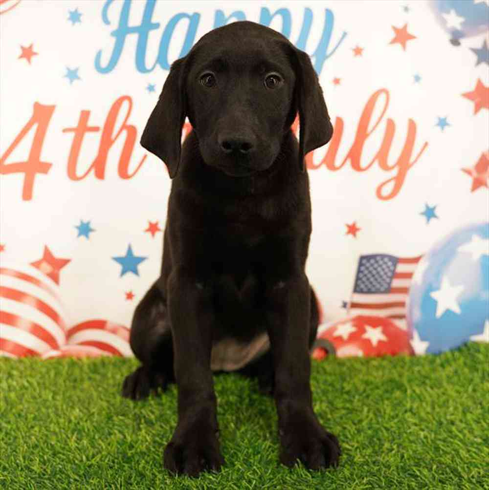 Image of a pet breed in the gallery