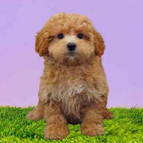 Poodle