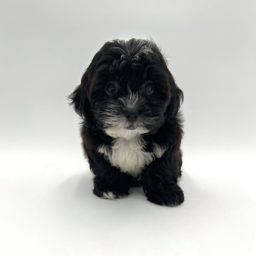 Female Shizapoo Puppy for Sale in San Antonio, TX