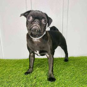 Pug