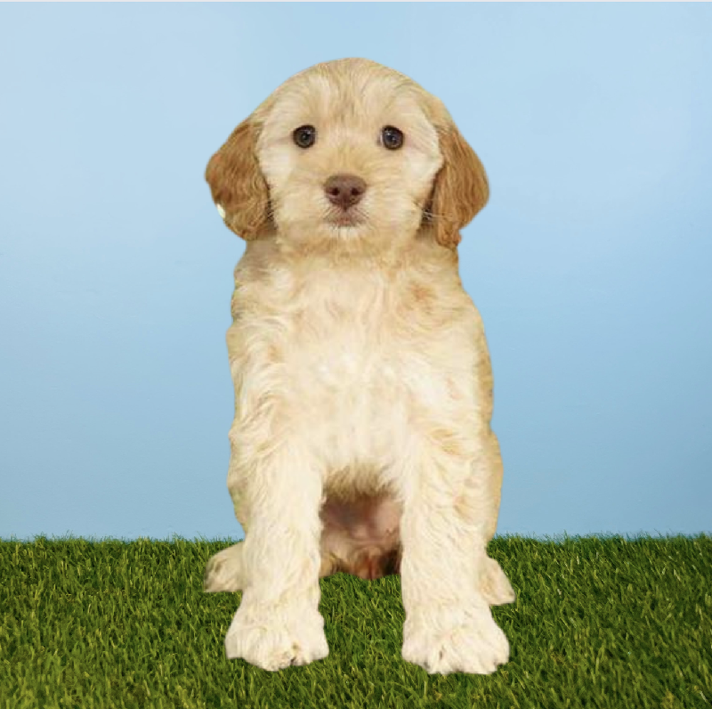 carousel pet images