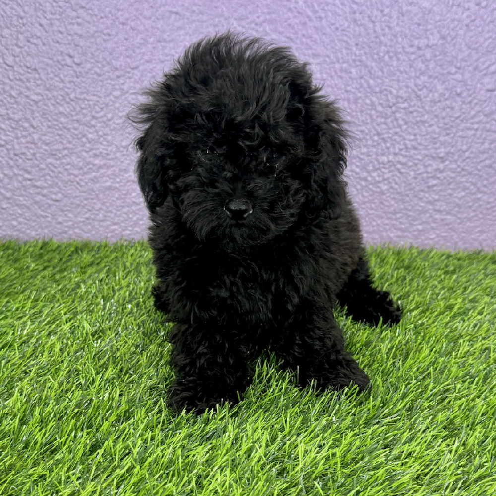 Image of a pet breed in the gallery