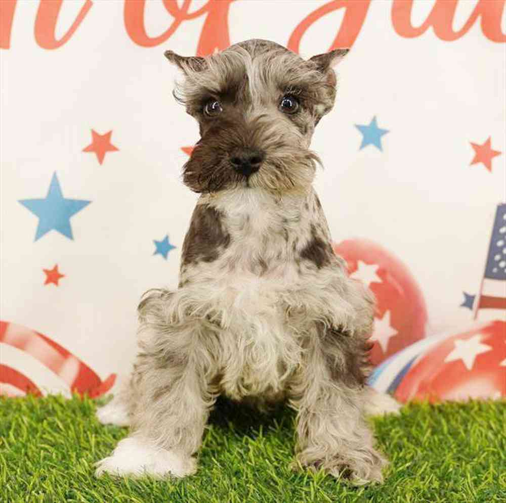 Image of a pet breed in the gallery