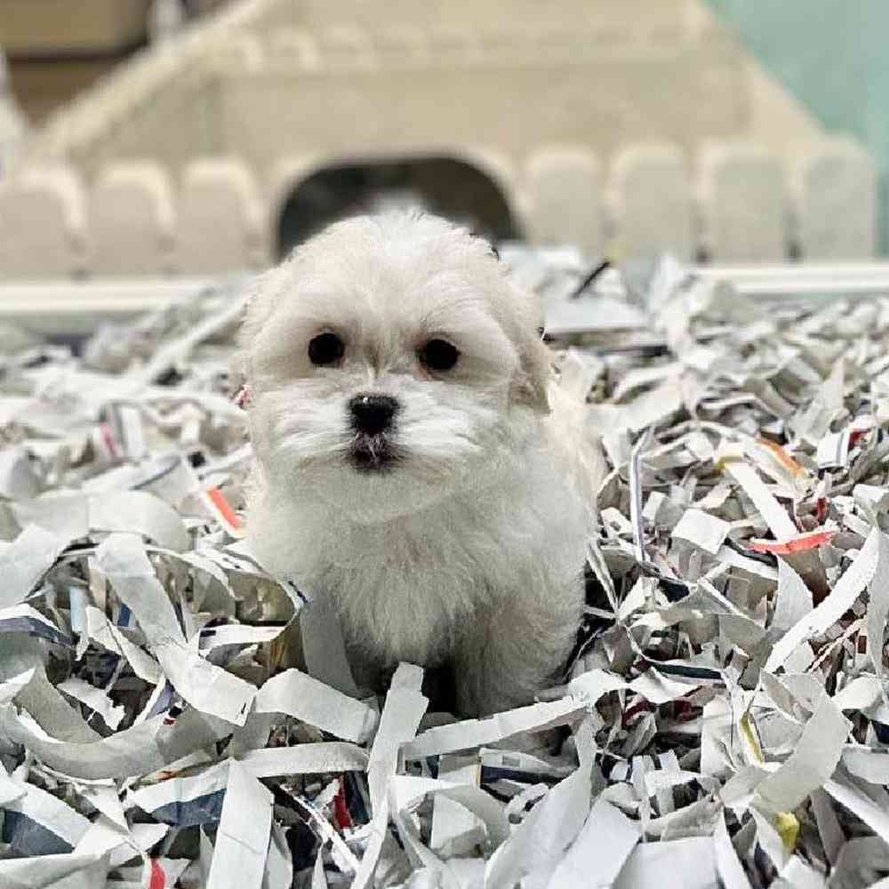 carousel pet images