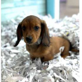 Dachshund