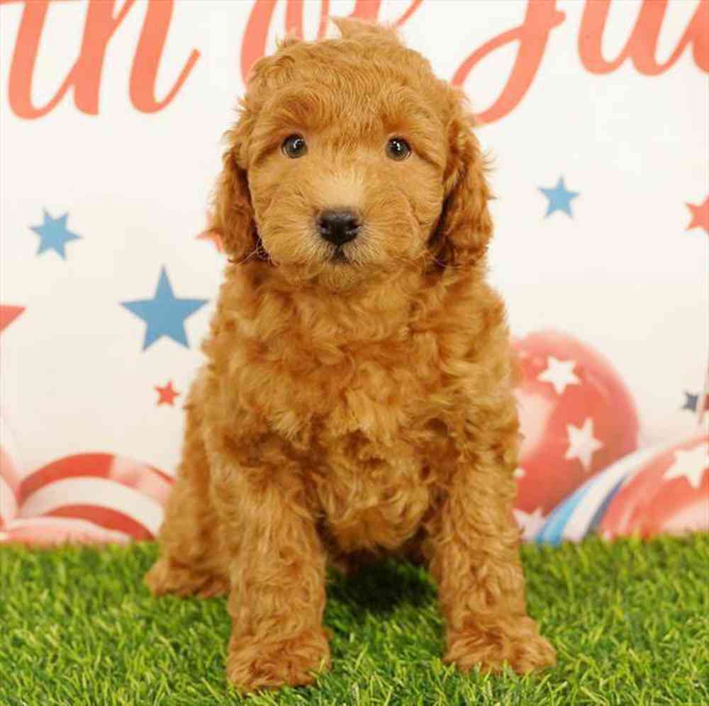 Image of a pet breed in the gallery