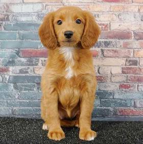 2nd Gen Mini Goldendoodle