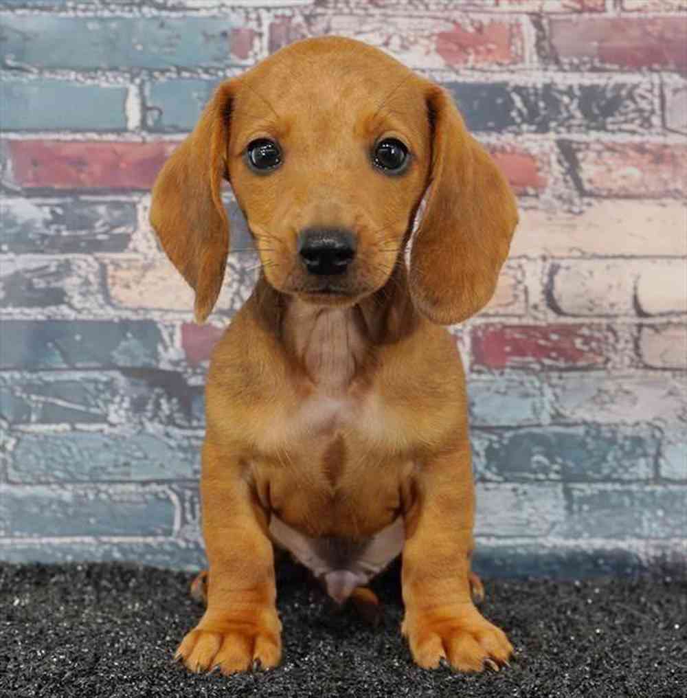 pet breed image