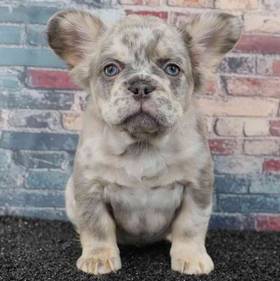French Bulldog