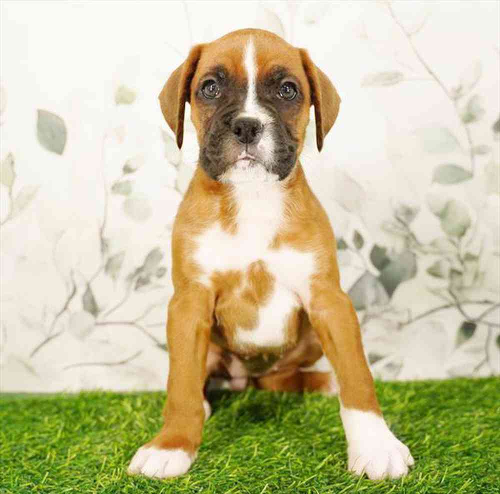 Image of a pet breed in the gallery