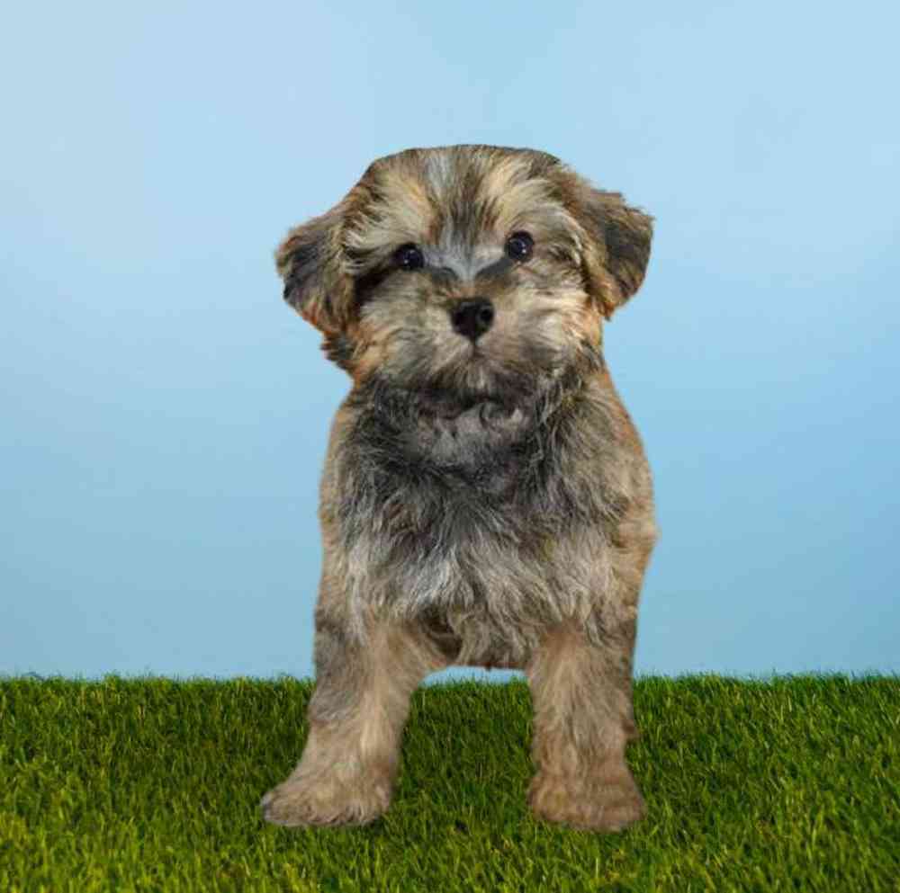 Male Yorkie-Poo Puppy for Sale in Meridian, ID
