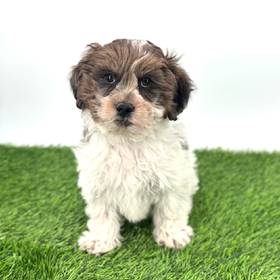 Shizapoo
