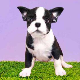 Frenchton