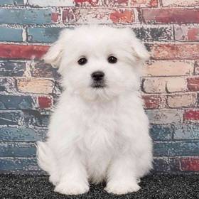 Maltese