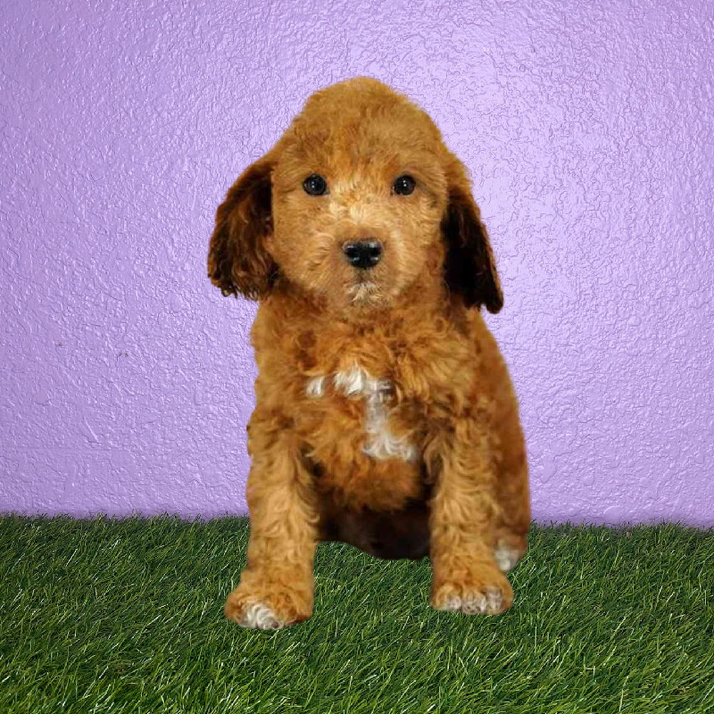 Male Cavapoo Puppy for Sale in New Braunfels, TX