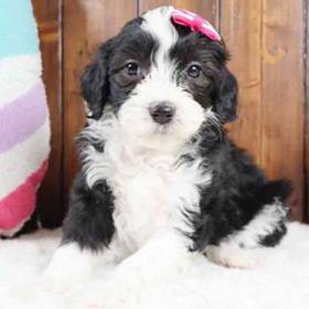 2nd Gen Mini Bernedoodle