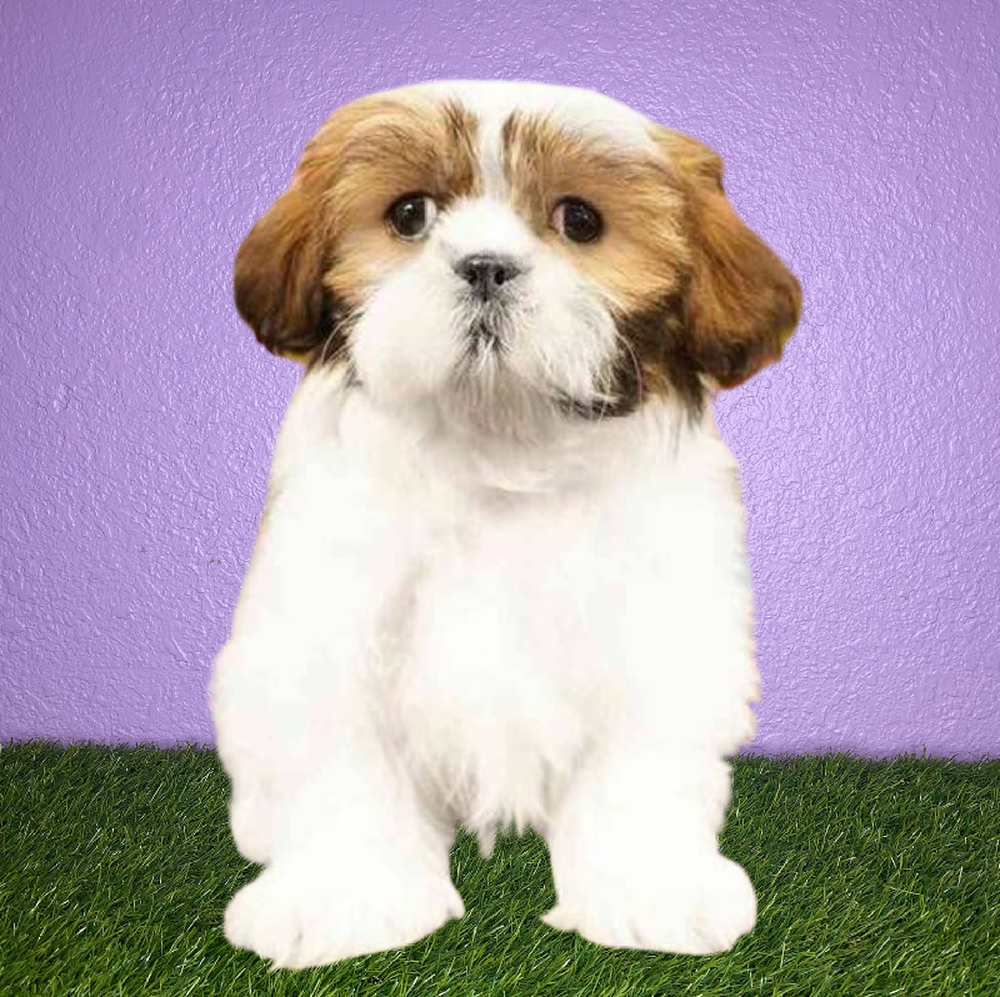 Male Shih Tzu Puppy for Sale in New Braunfels, TX