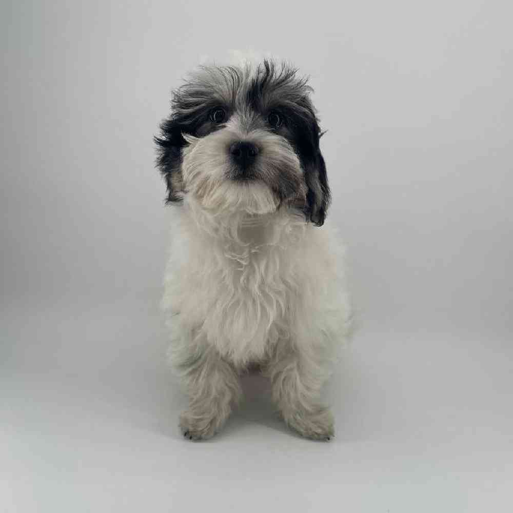 carousel pet images