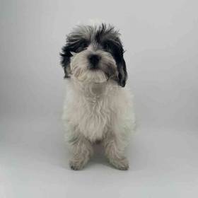 Coton De Tulear