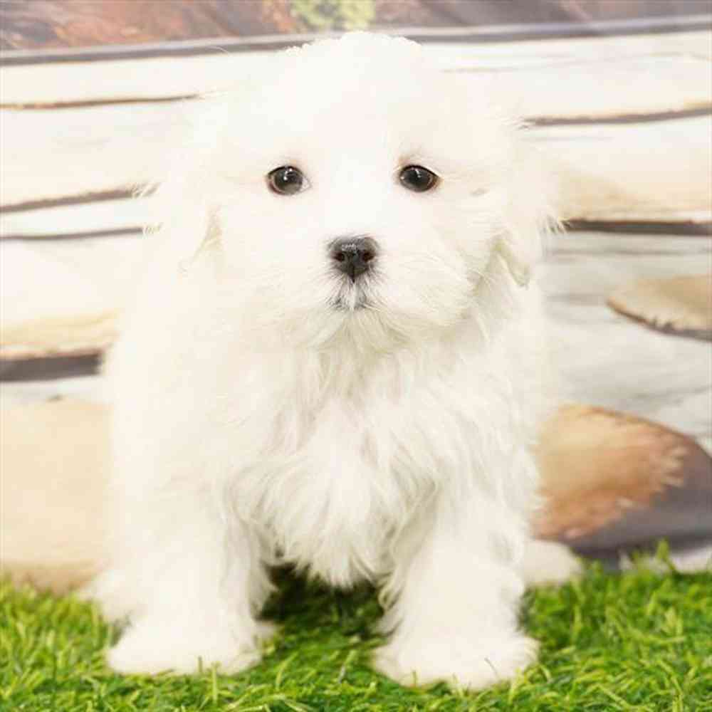 Image of a pet breed in the gallery