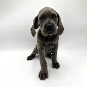 Cane Corso