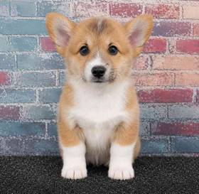 Pembroke Welsh Corgi